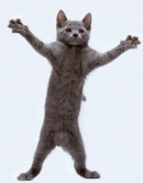 meaw cat - fotografia 1