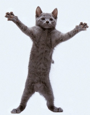 meaw cat