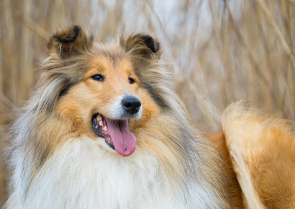 Na predaj Výstavba bytov - Michalovce, Pod hradom